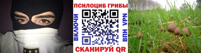 Псилоцибиновые грибы Cubensis  Афипский 